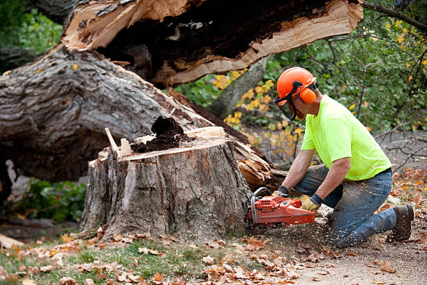 Best Lawn Drainage Solutions  in South Chicago Heights, IL