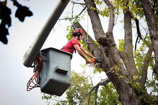 Best Tree Trimming and Pruning  in South Chicago Heights, IL